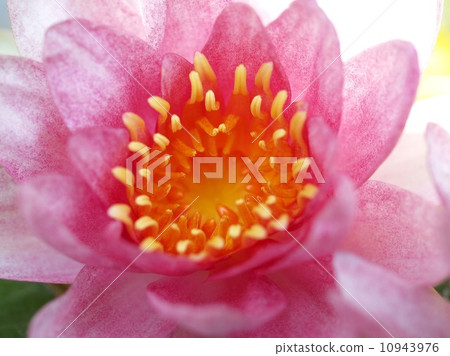 image of a lotus flower 10943976