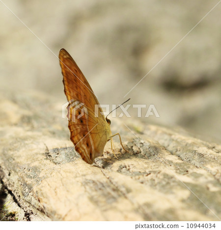 common leopard butterfly (Phalnta phalnta phalnfa Drury) common leopard butterfly (Phalnta phalnta phalnfa Drury) 10944034