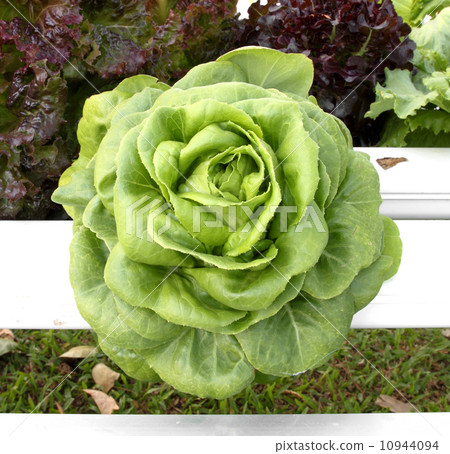 hydroponics vegetable that need no ground for plant hydroponics vegetable that need no ground for plant 10944094