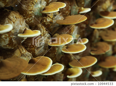 Lingzhi mushrooms 10944533