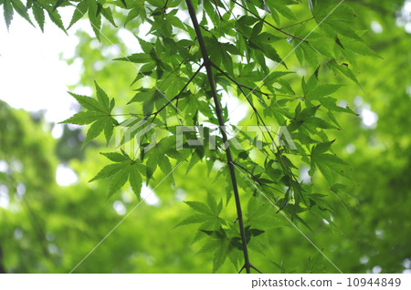 Green autumn leaves Green autumn leaves 10944849