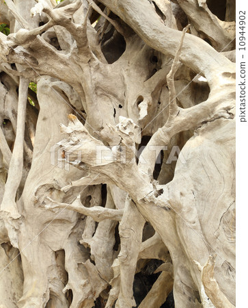 Dried twigs and branches striped wood Dried twigs and branches striped wood 10944902
