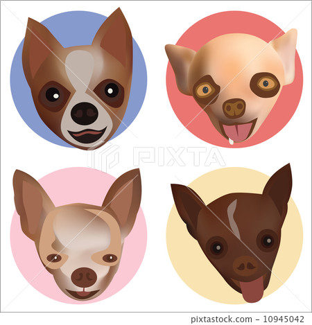 Chihuahua 4Head Chihuahua 4Head 10945042