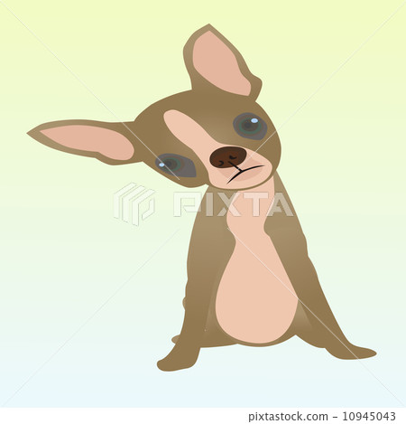 Chihuahua Puppy Chihuahua Puppy 10945043