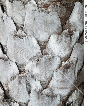 Palm tree pattern and texture Palm tree pattern and texture 10946786