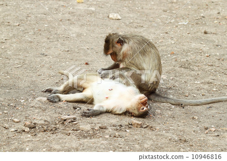 two monkey resting two monkey resting 10946816