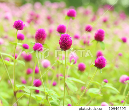 Globe amaranth or Gomphrena globosa flower Globe amaranth or Gomphrena globosa flower 10946895