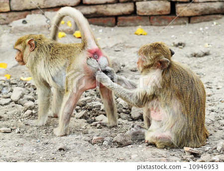 two monkey resting 10946953