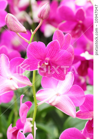beautiful pink orchid beautiful pink orchid 10947047