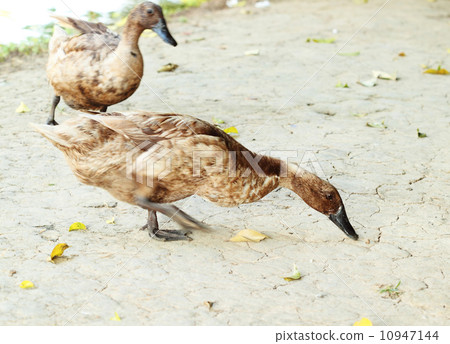 mallard duck looking for food mallard duck looking for food 10947144