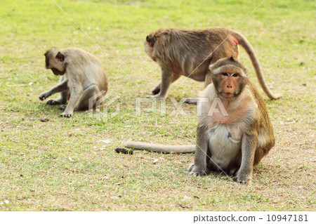 monkey on the grass monkey on the grass 10947181