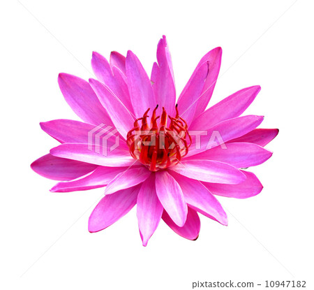 pink lotus on a white background 10947182