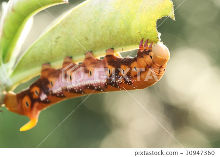 the orange caterpillars 10947360