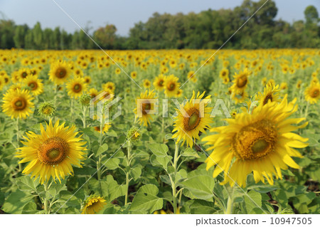 sunflower in the field 10947505
