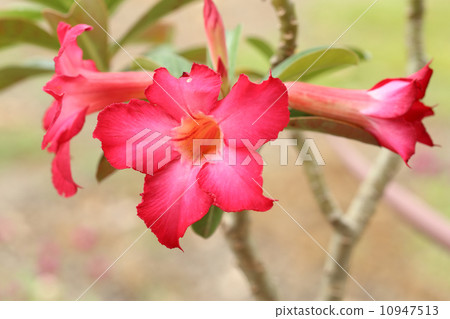 Tropical flower red Adenium. Desert rose. 10947513