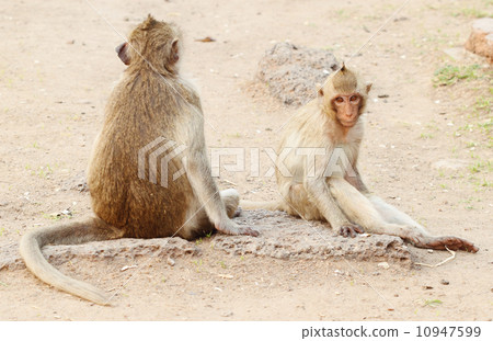 two monkey resting two monkey resting 10947599