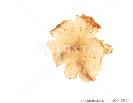 termite mushroom on white background termite mushroom on white background 10947604