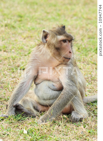 monkey on grass 10947744