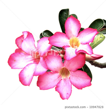 Desert rose flowers on white background 10947828
