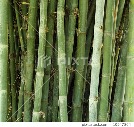 bamboo tree texture background bamboo tree texture background 10947864