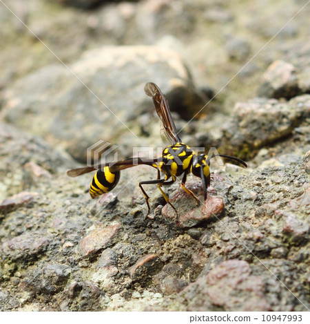 A perfect wasp-mimic surphid fly (Syrphidae) 10947993