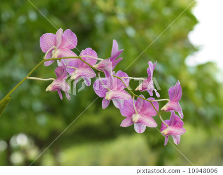 beautiful purple orchid flower 10948006