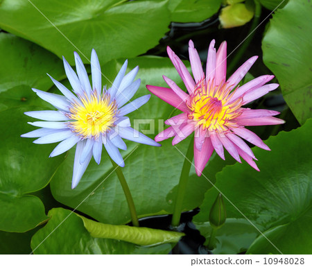 pink and blue lotus blooming in lotus pond pink and blue lotus blooming in lotus pond 10948028