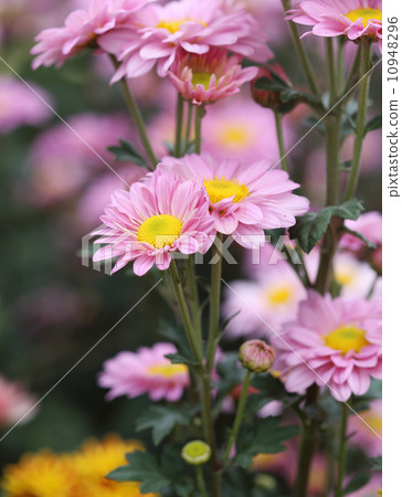 chrysanthemums flowers 10948296