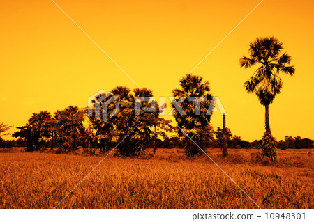 Sugar palm trees in the field ,Thailand 10948301