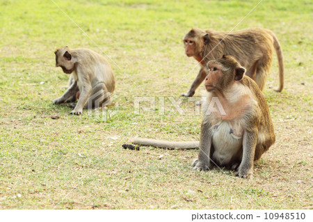 monkey on the grass 10948510