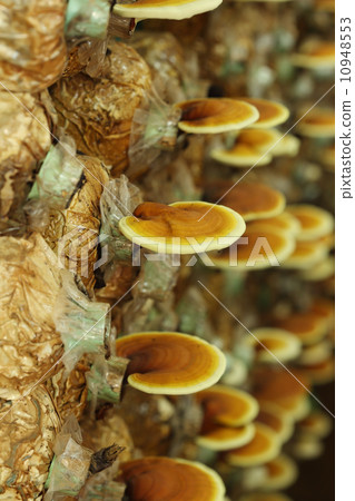 Lingzhi mushrooms 10948553