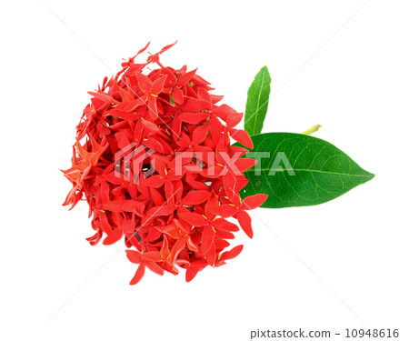 Ixora flower on white background 10948616