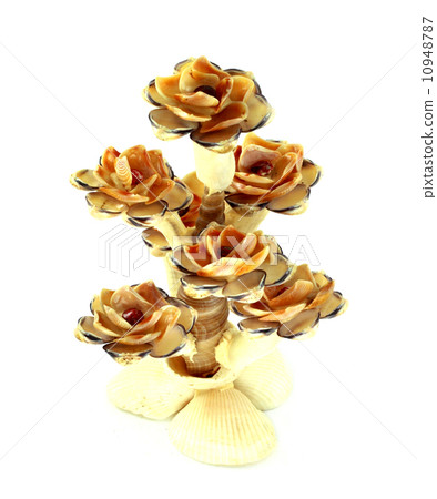 Shell flower Shell flower 10948787