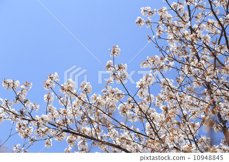 white Sakura flower 10948845