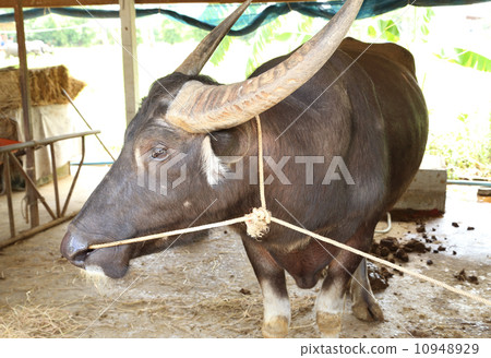 water buffalo in stables 10948929