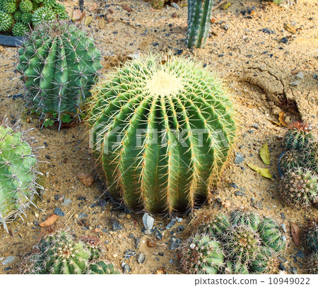 cactus cactus 10949022