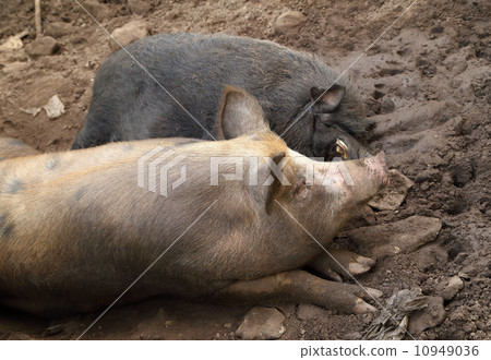 pig and wild boar resting pig and wild boar resting 10949036