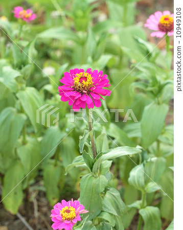 pink chrysanthemum flower blossom pink chrysanthemum flower blossom 10949108