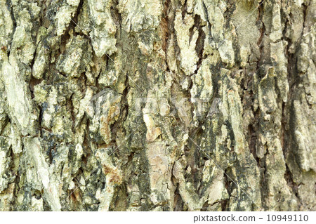 bark texture background pattern crack bark texture background pattern crack 10949110