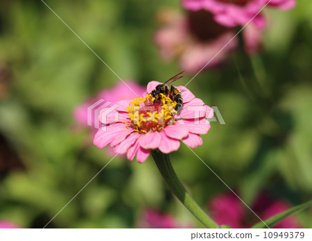 pink zinnia flowers and bee pink zinnia flowers and bee 10949379