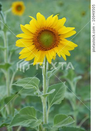 small sunflower small sunflower 10949505