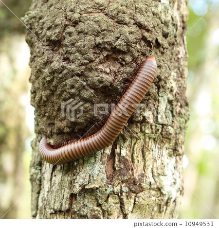millipede climbing on tree 10949531