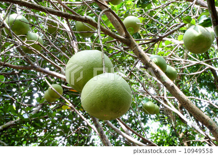 Pomelo fruit Pomelo fruit 10949558