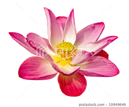 Pink lotus isolated on white background 10949646