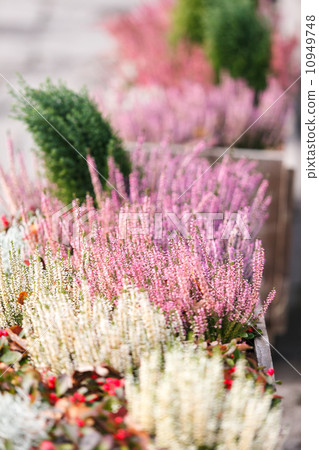 autumn flowers autumn flowers 10949748