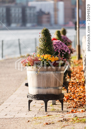 autumn plants autumn plants 10949829