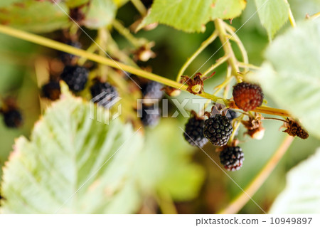 blackberries blackberries 10949897