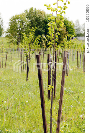 growing young trees growing young trees 10950096