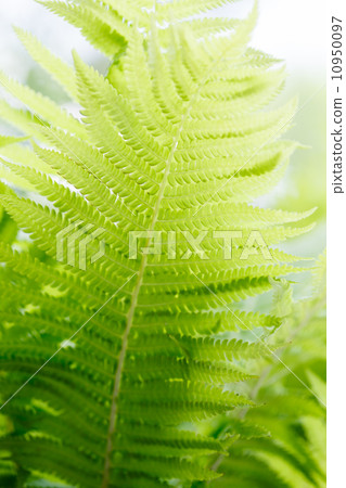 fern background 10950097