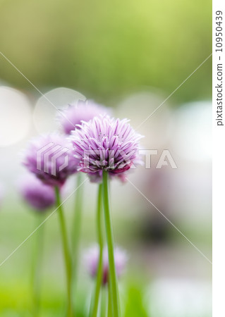 purple flowers 10950439